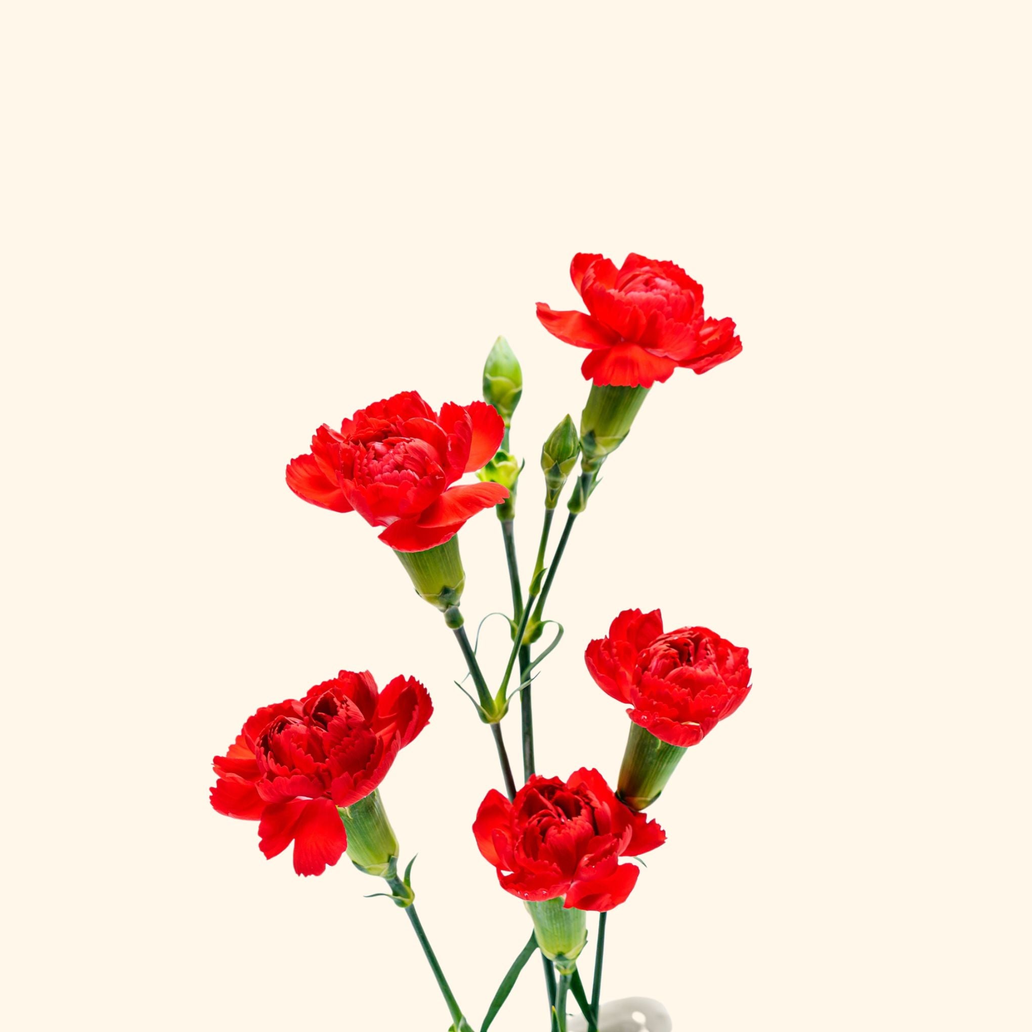 คาร์เนชั่น สเปรย์