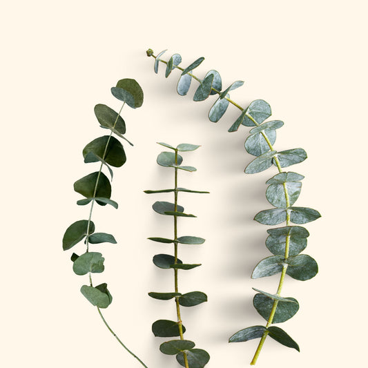Baby Blue Eucalyptus
