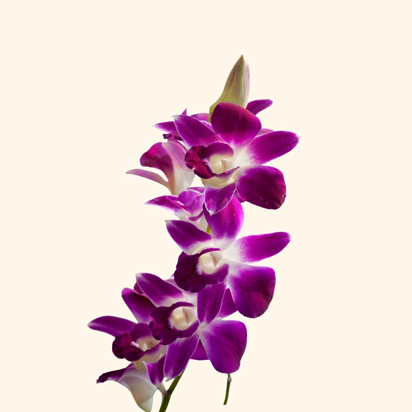 กล้วยไม้