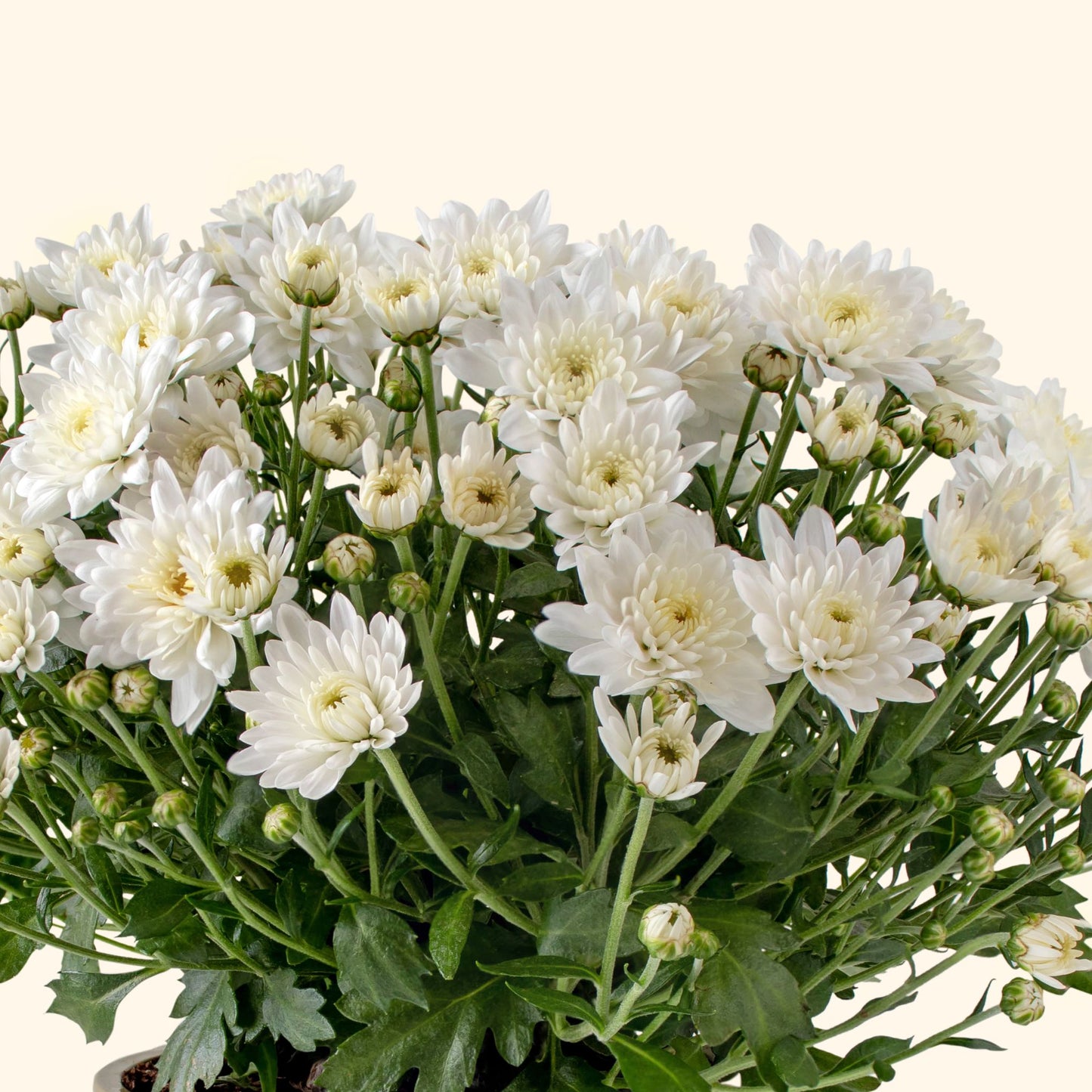 เบญจมาศช่อ