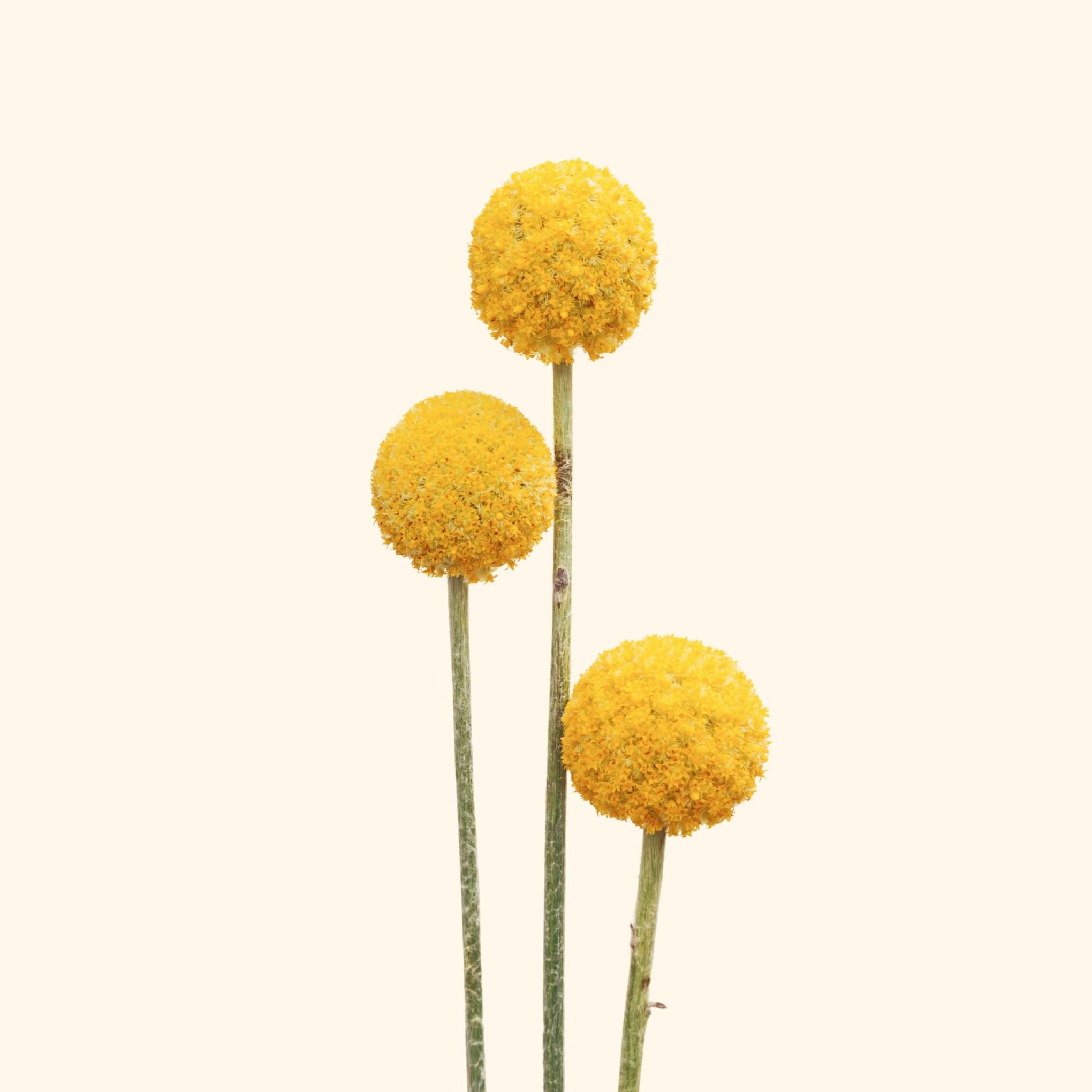 คราสปีเดีย