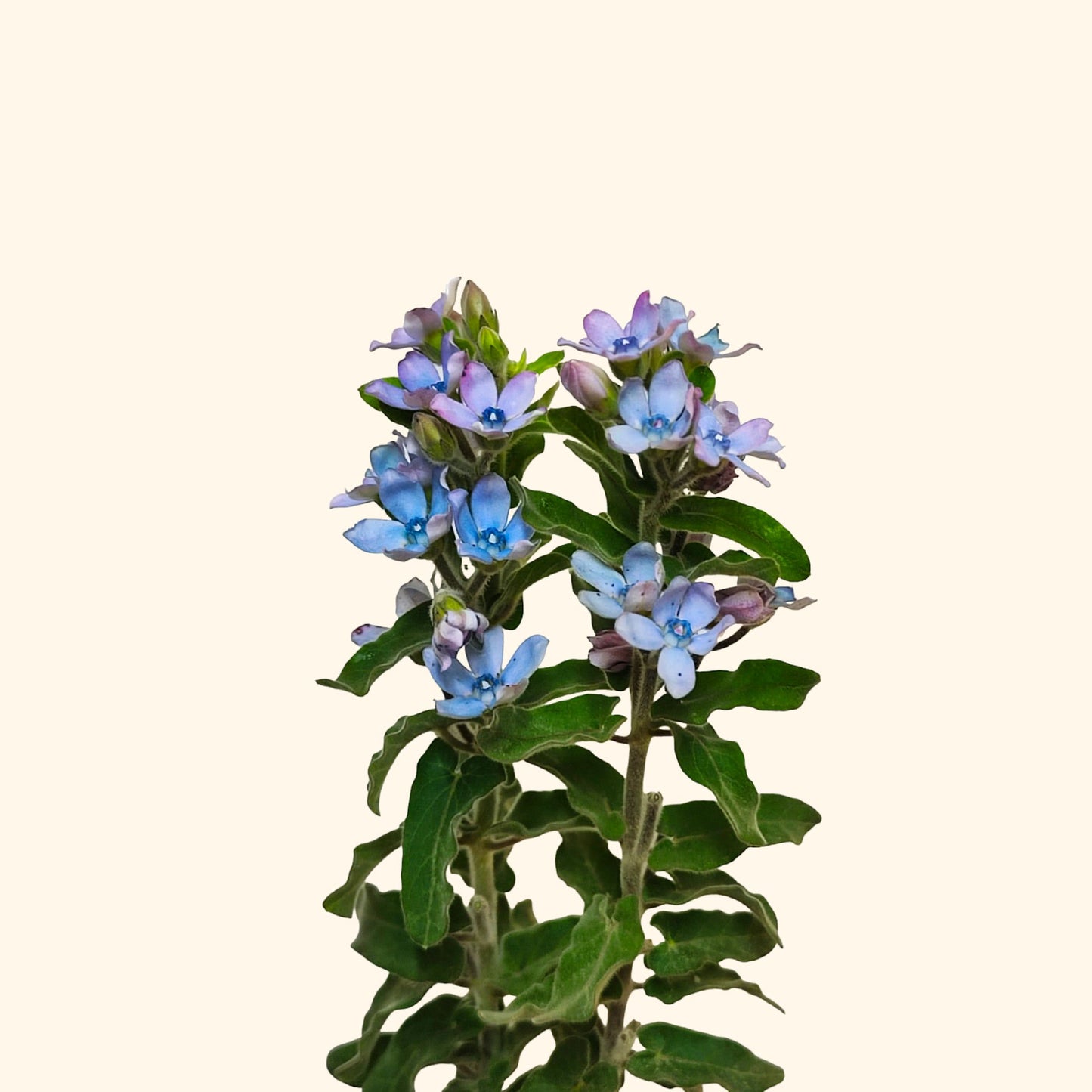 ทวีเดีย