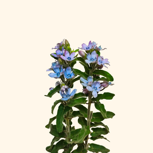 ทวีเดีย