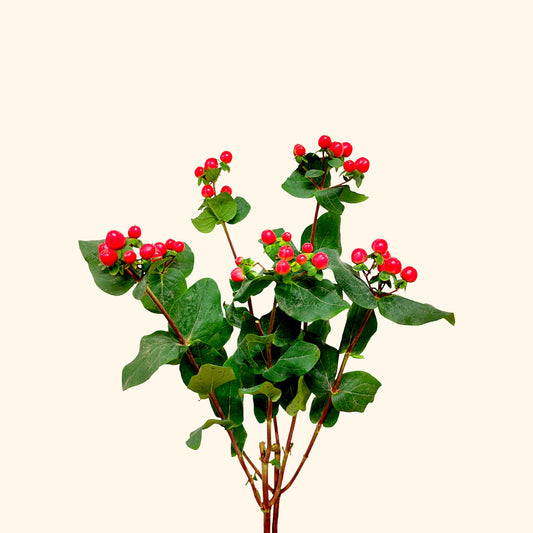 เบอร์รี่สีแดง