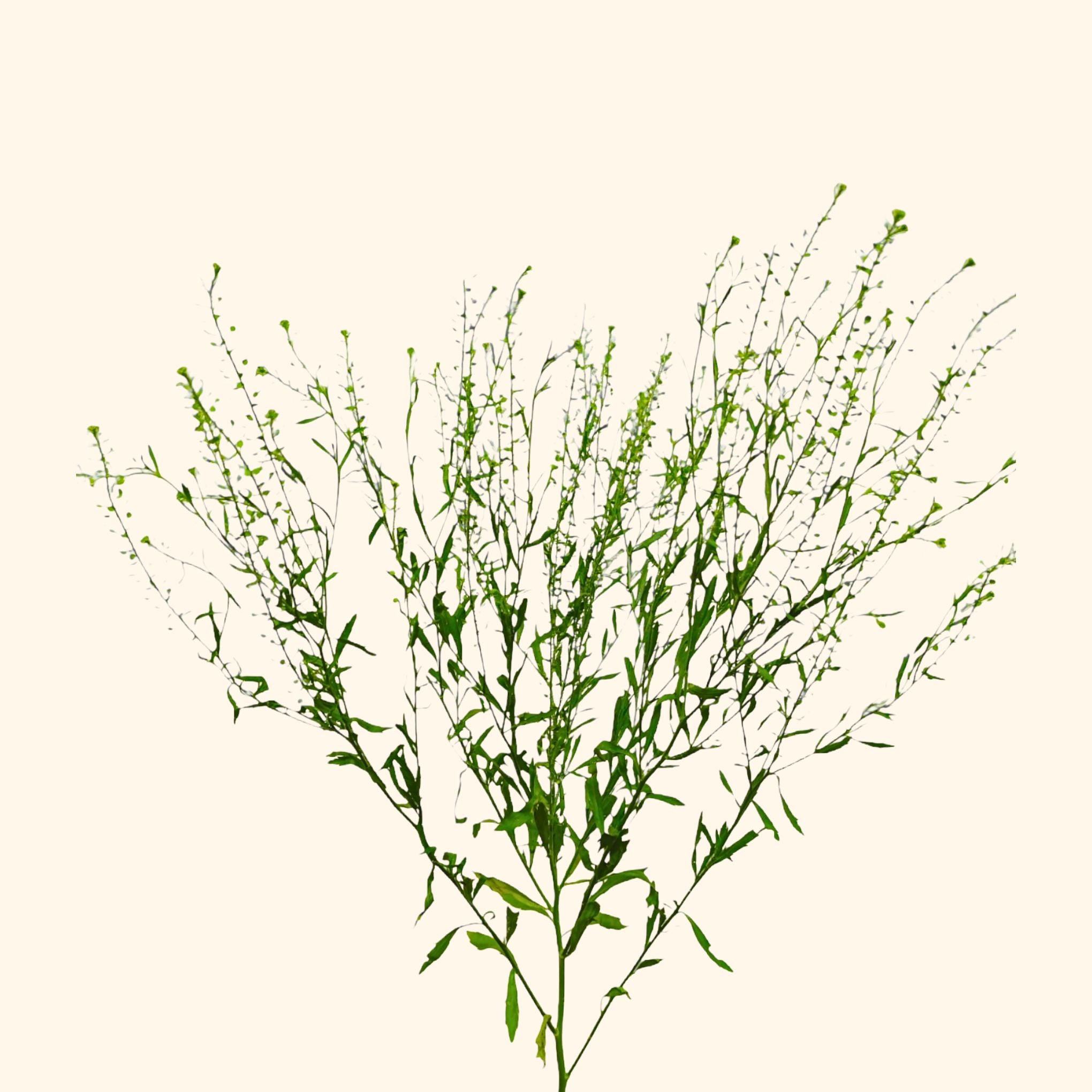 หญ้าเปปเปอร์