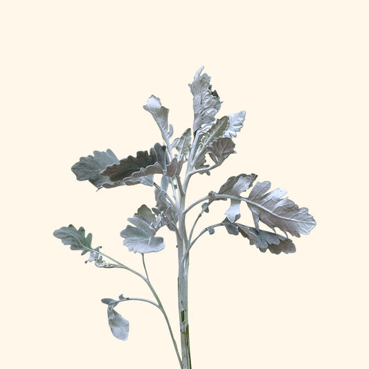 ดัสตี้ มิลเลอร์