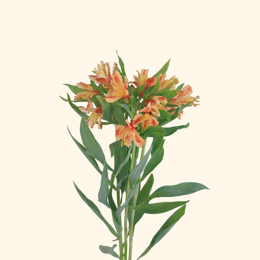 Alstroemeria