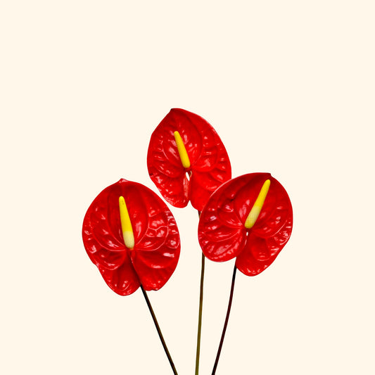 Anthurium
