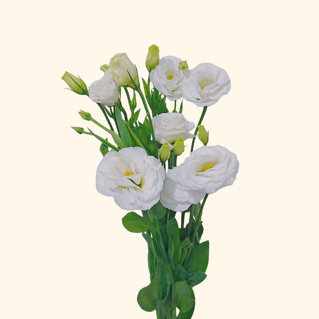 Lisianthus
