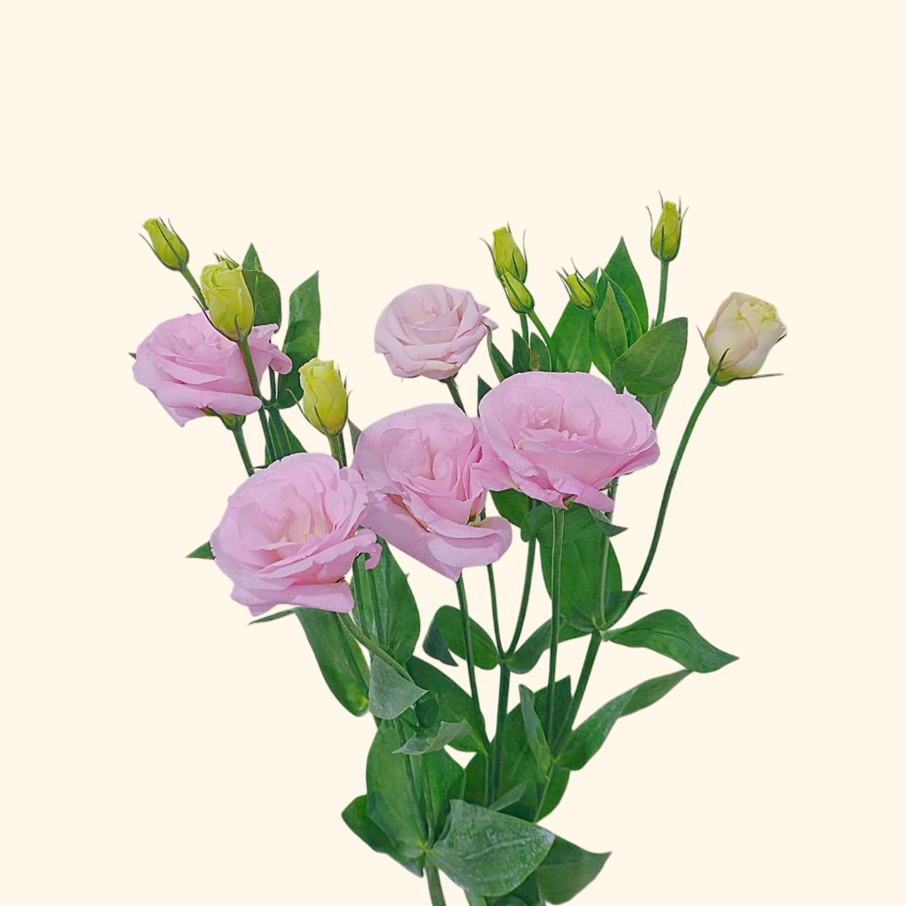 Lisianthus