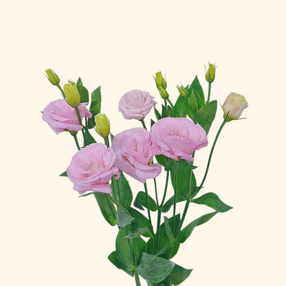 ลิซิแอนธัส
