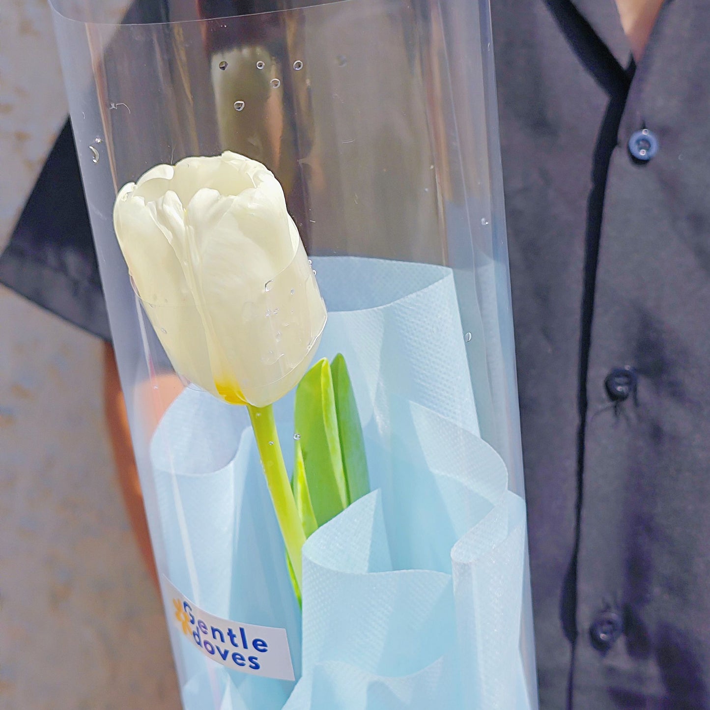 Single White Tulip in Soft Blue Paper Minimal Bouquet