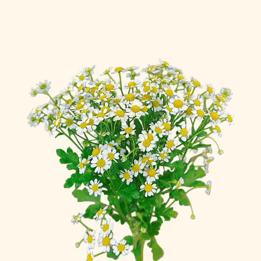 Chamomile