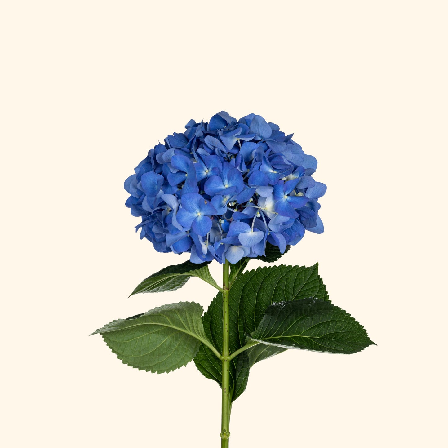 ไฮเดรนเยีย