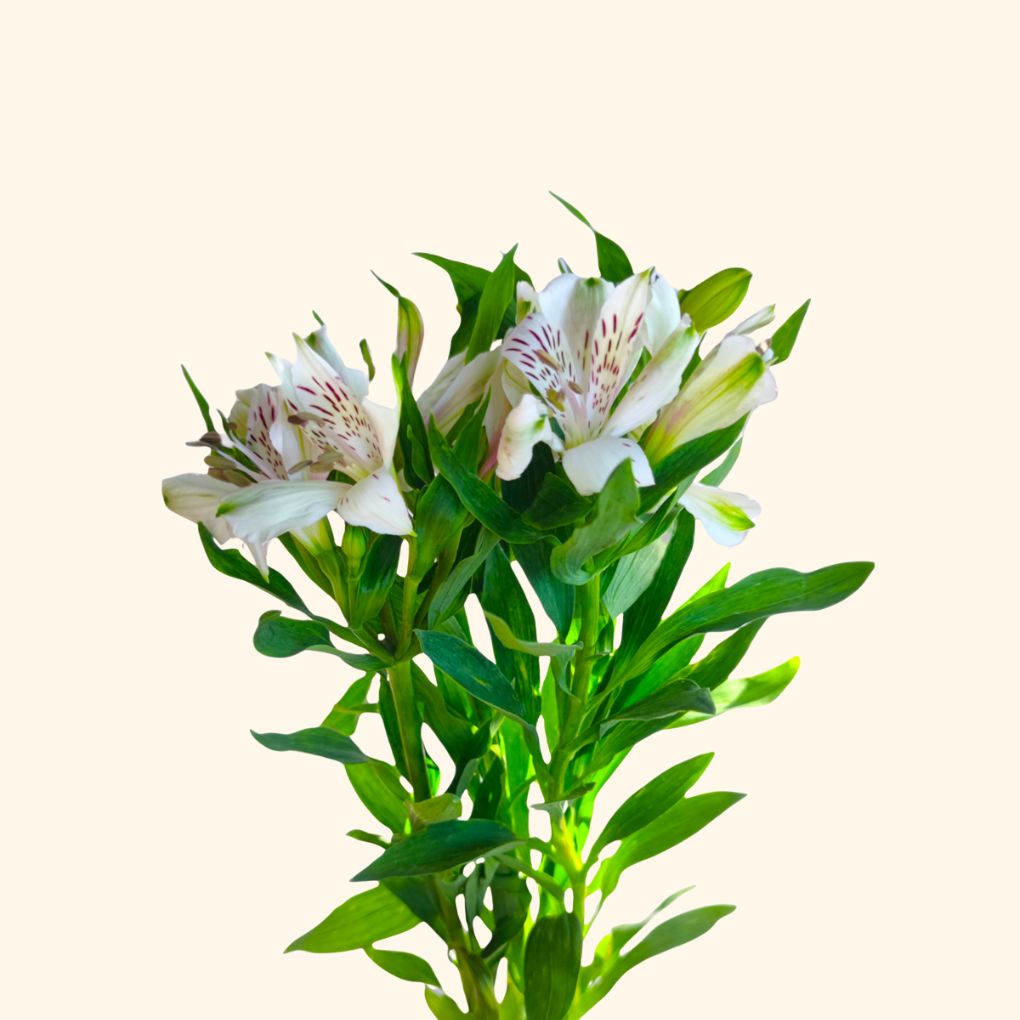 Alstroemeria