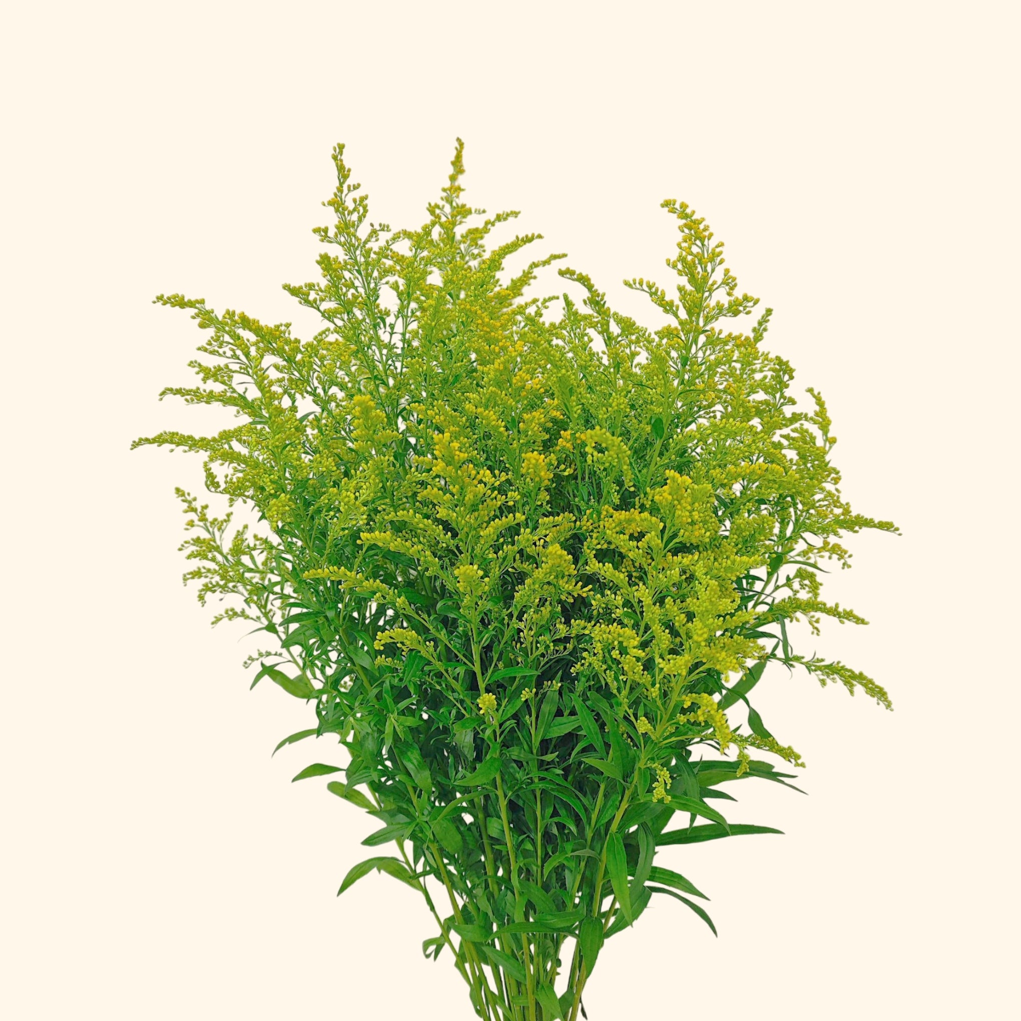 สร้องทอง