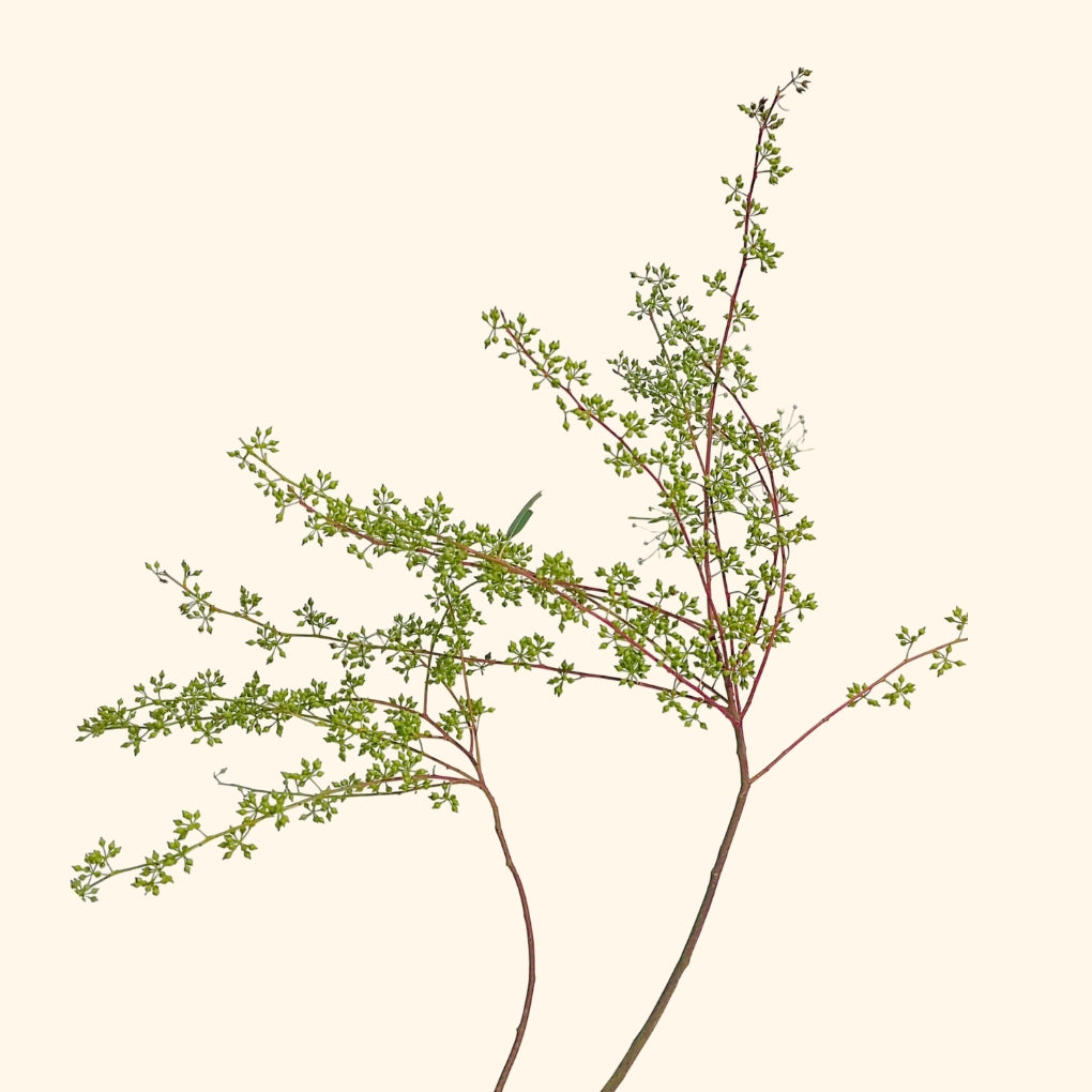 ยูคาลิปตัสเม็ด