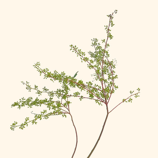 ยูคาลิปตัสเม็ด