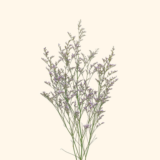 แคสเปีย