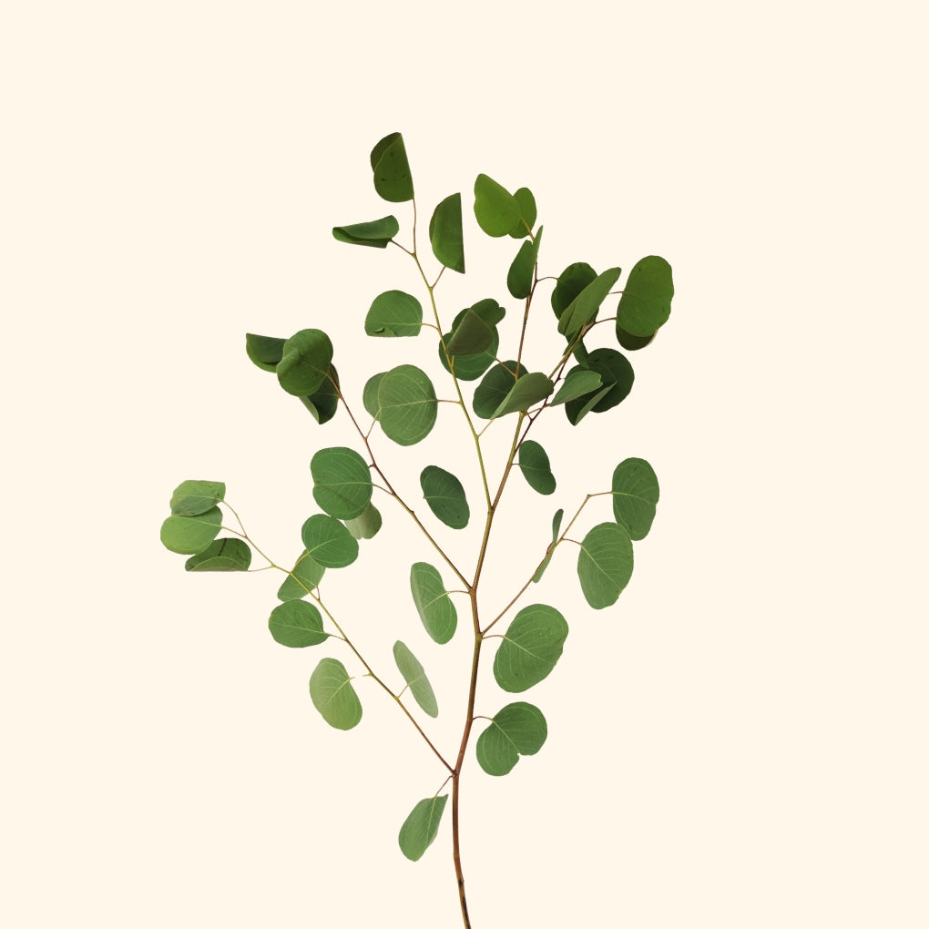 ยูคาลิปตัส ซิลเวอร์ ดอลลาร์