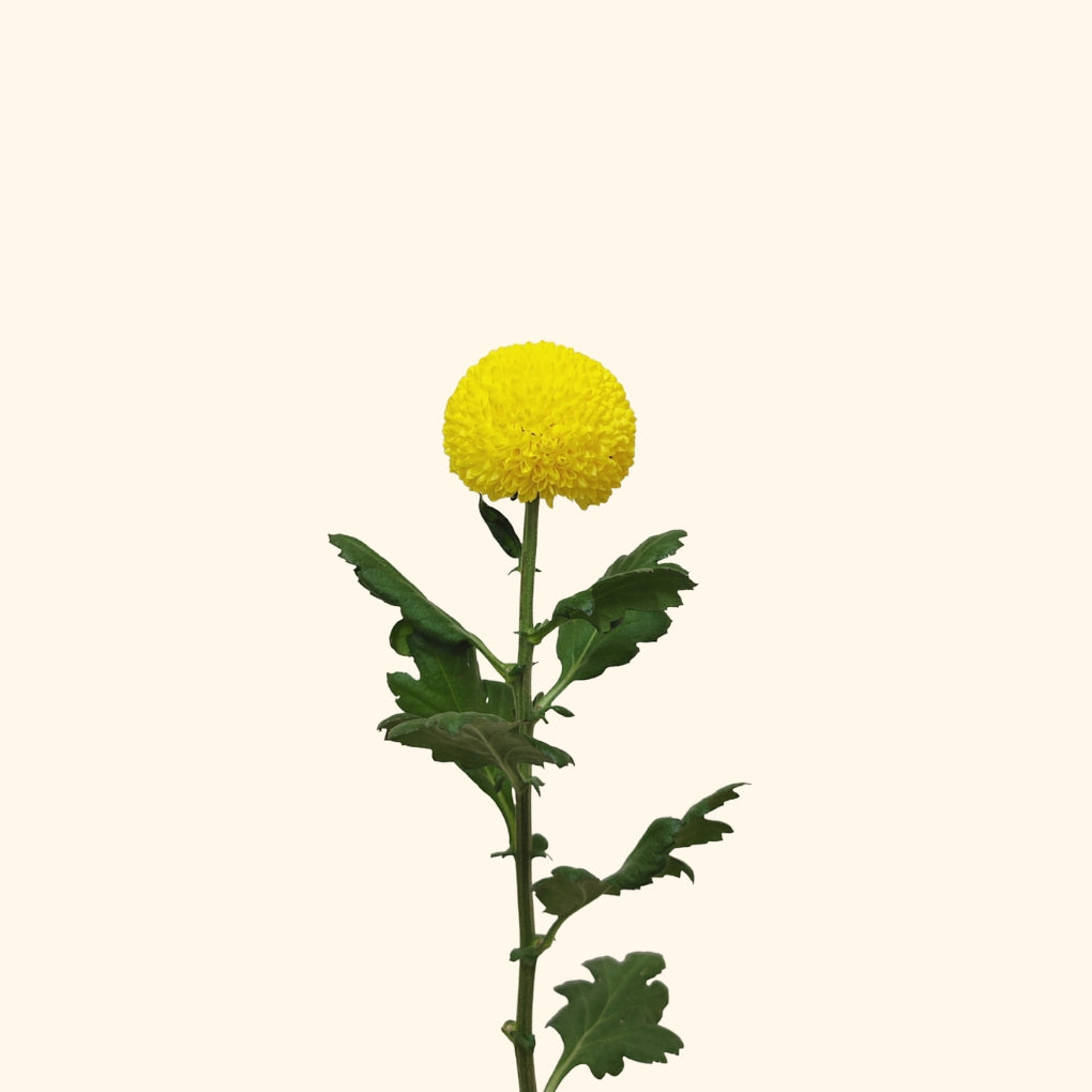 เบญจมาศปิงปอง