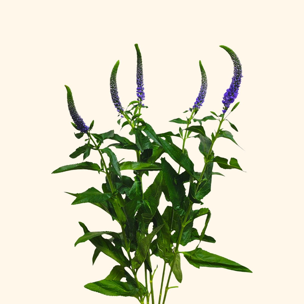 Veronica