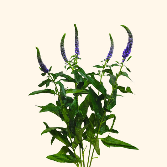 Veronica