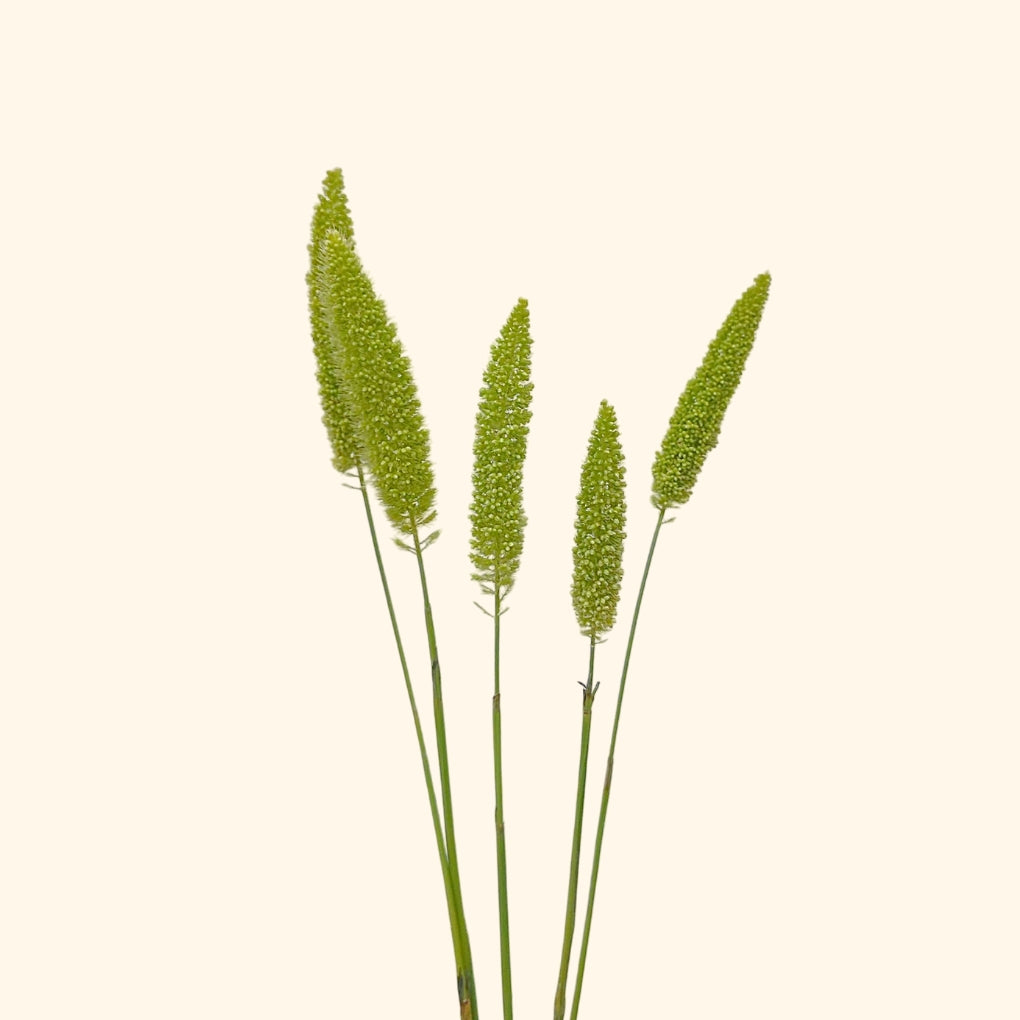 Volle Melk Grass