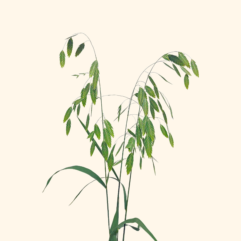 ข้าวโอ๊ตทางเหนือ