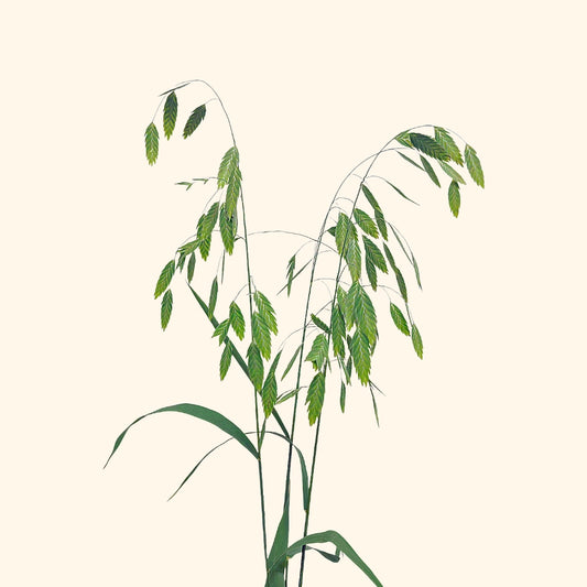 ข้าวโอ๊ตทางเหนือ