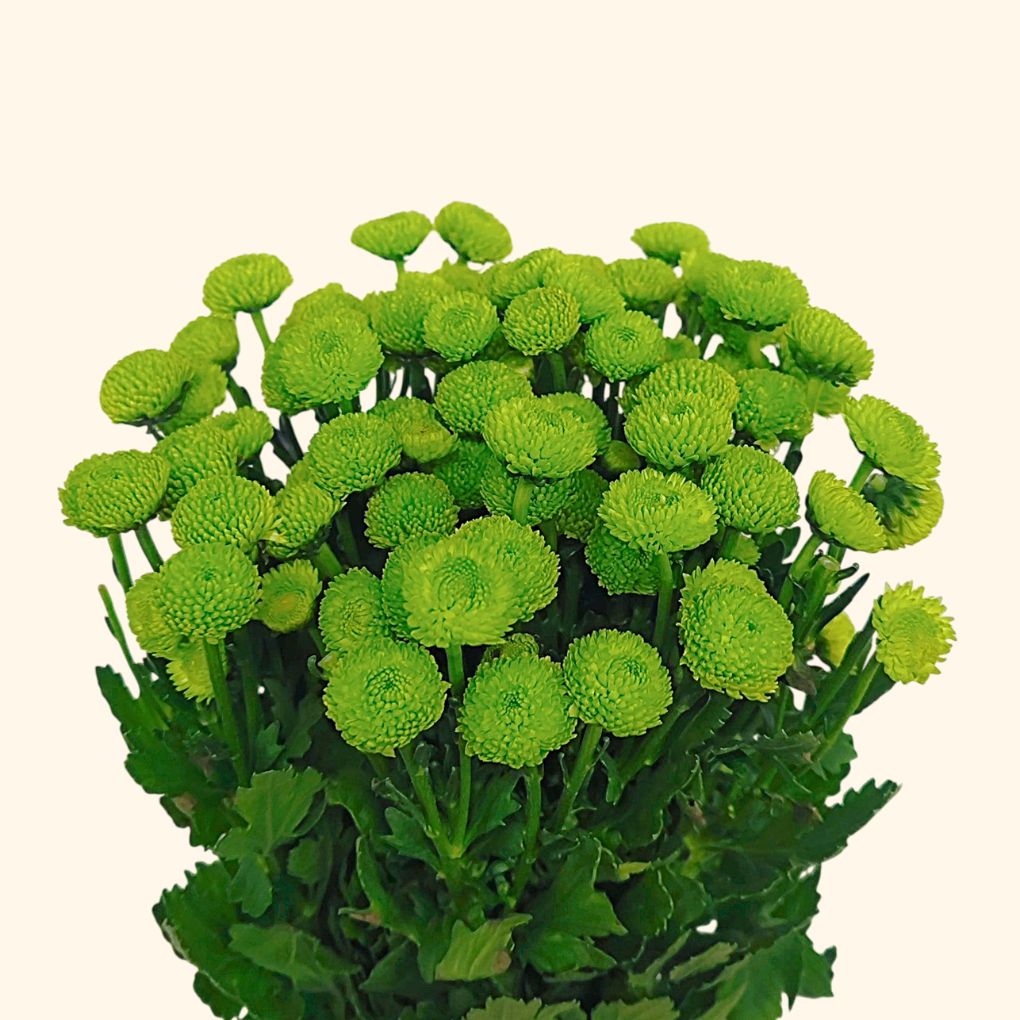 เบญจมาศช่อ