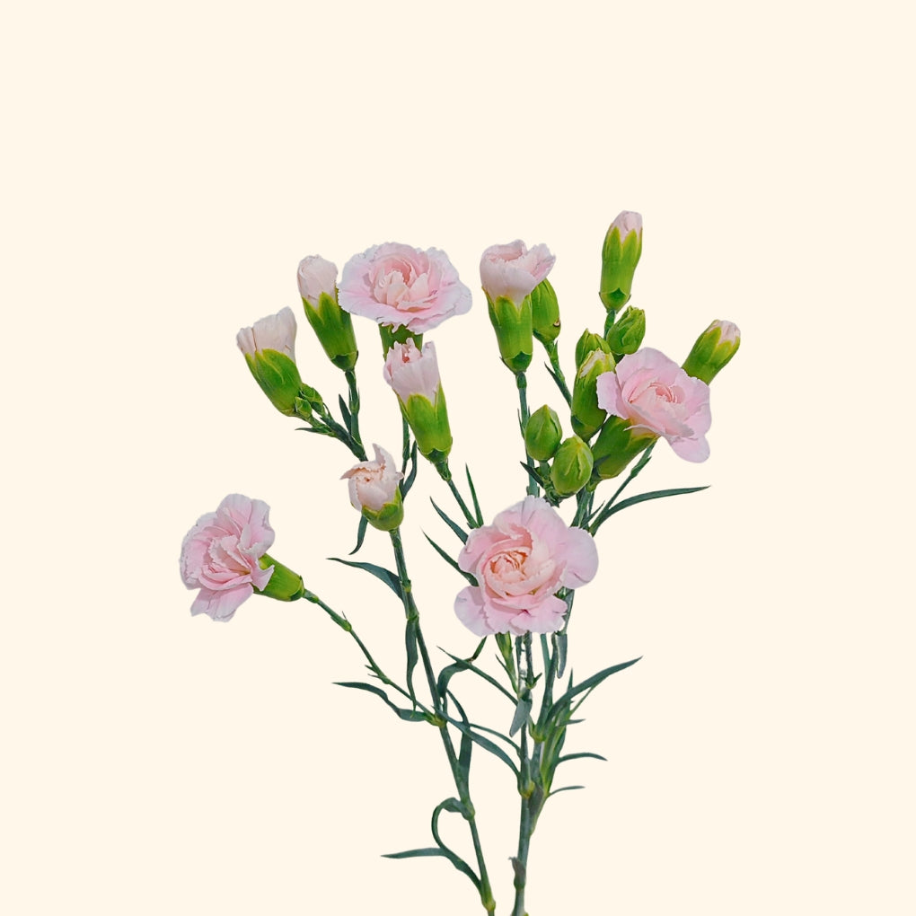 คาร์เนชั่น สเปรย์