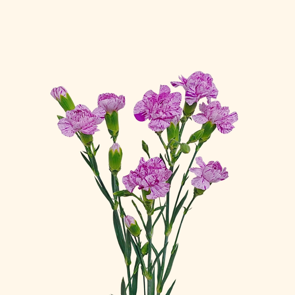 คาร์เนชั่น สเปรย์