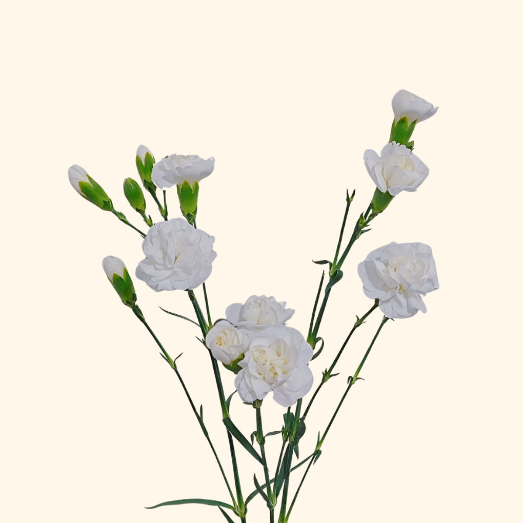 คาร์เนชั่น สเปรย์