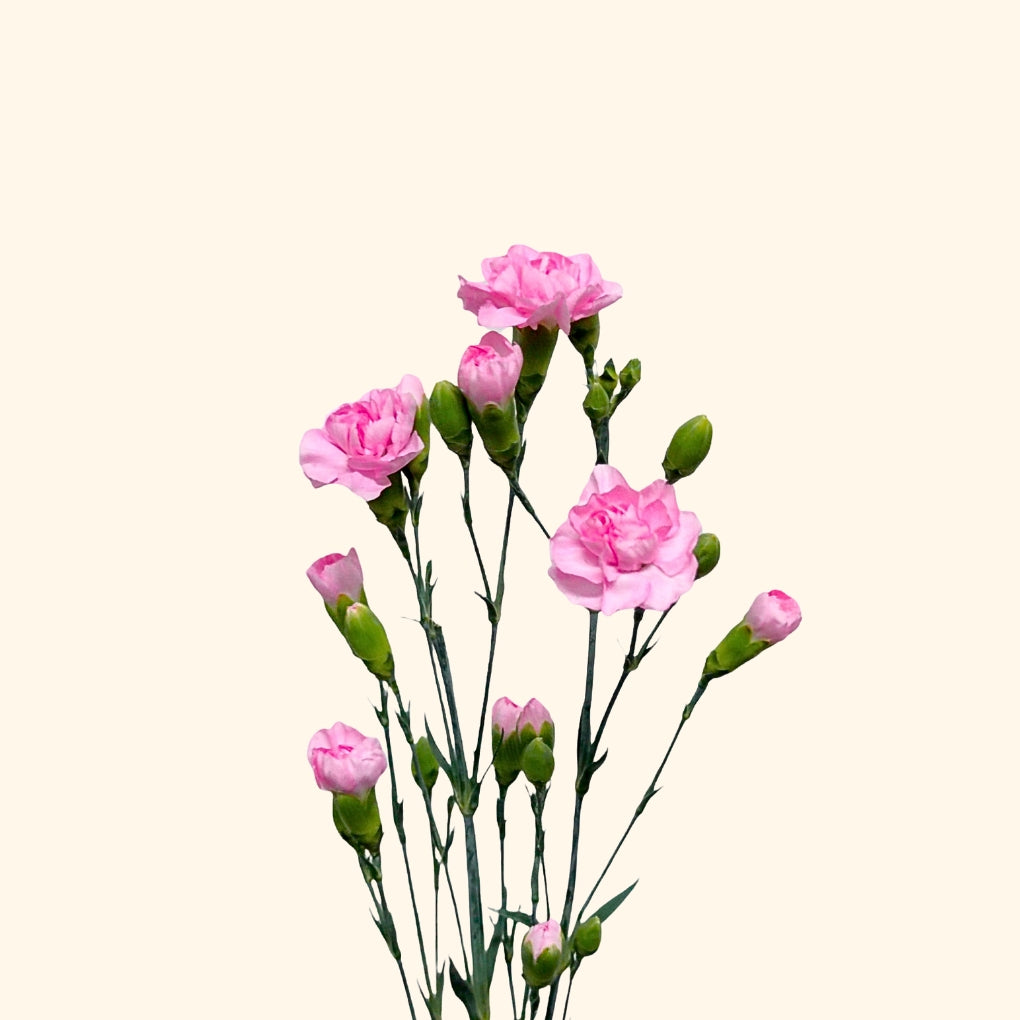 คาร์เนชั่น สเปรย์