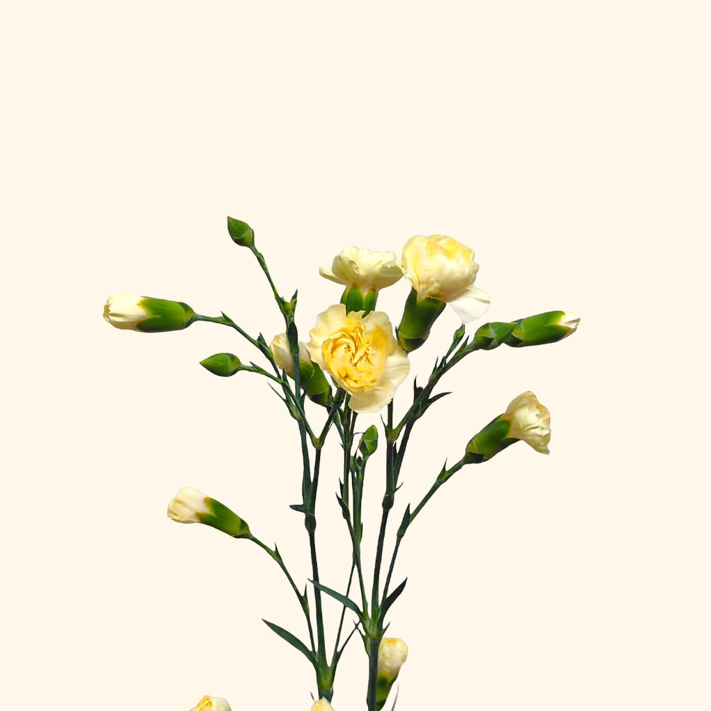 คาร์เนชั่น สเปรย์