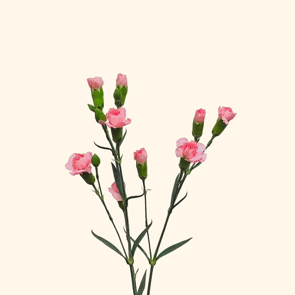 คาร์เนชั่น สเปรย์