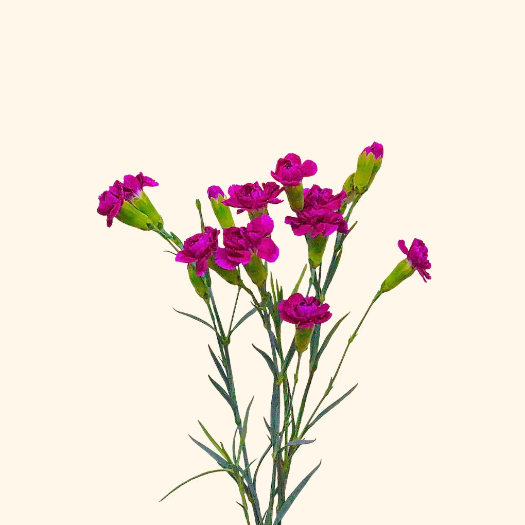 คาร์เนชั่น สเปรย์