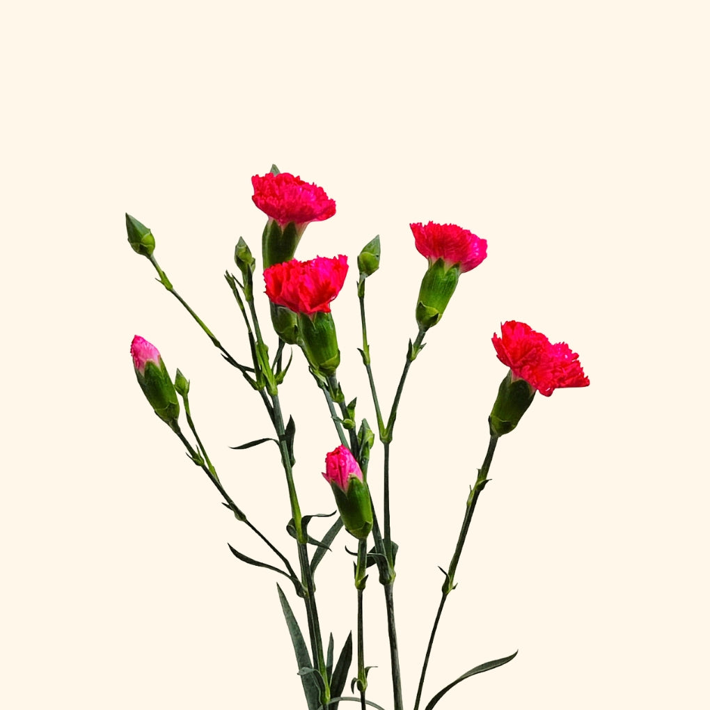 คาร์เนชั่น สเปรย์