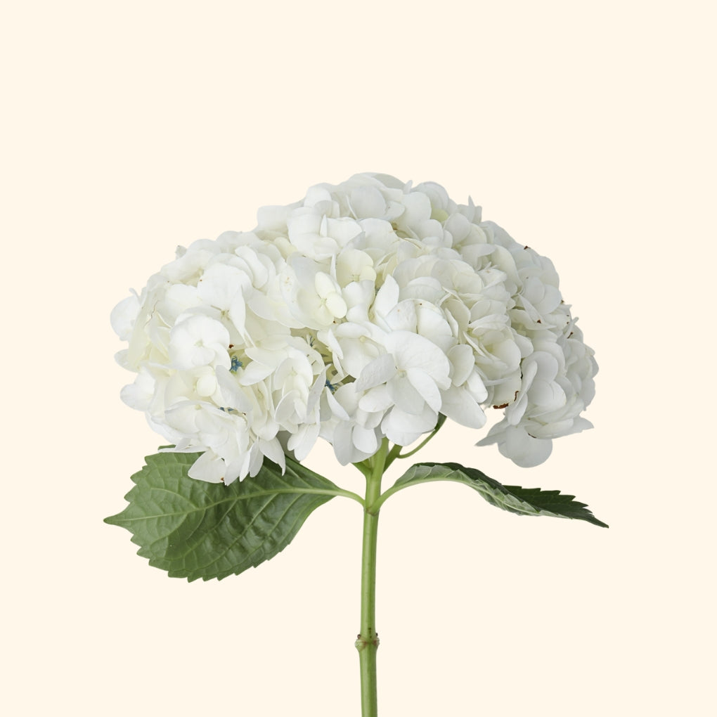 ไฮเดรนเยีย