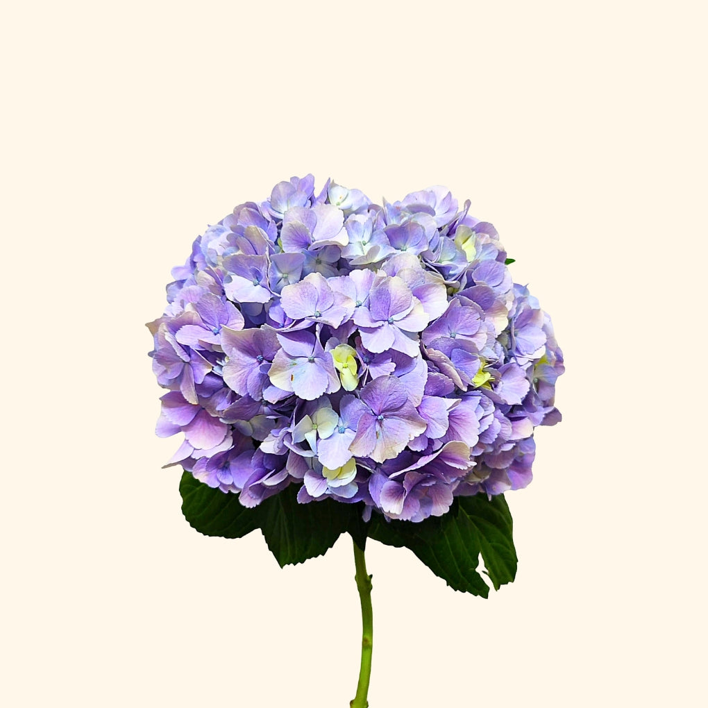 ไฮเดรนเยีย