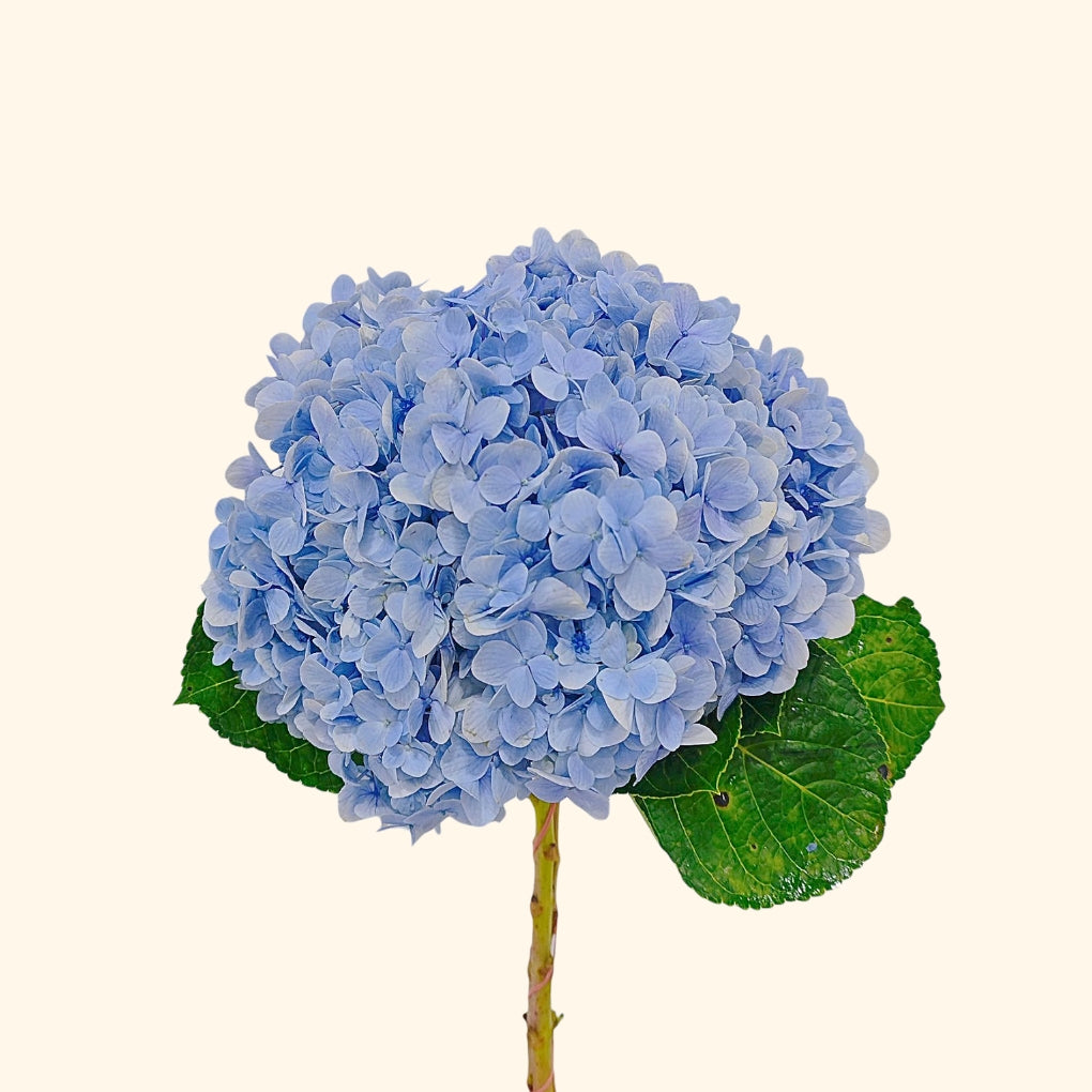 ไฮเดรนเยีย