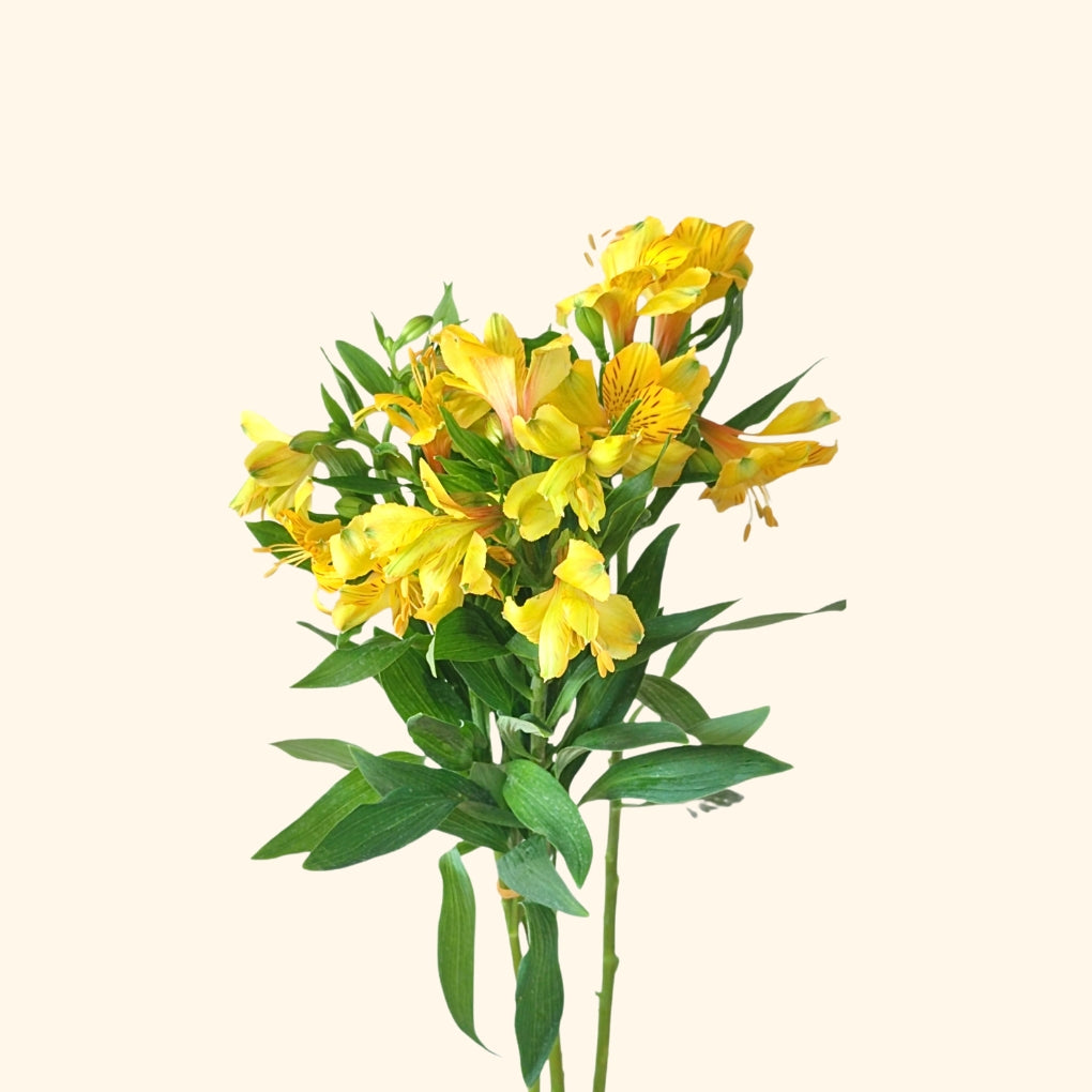 Alstroemeria