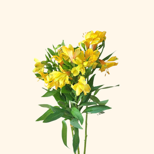Alstroemeria