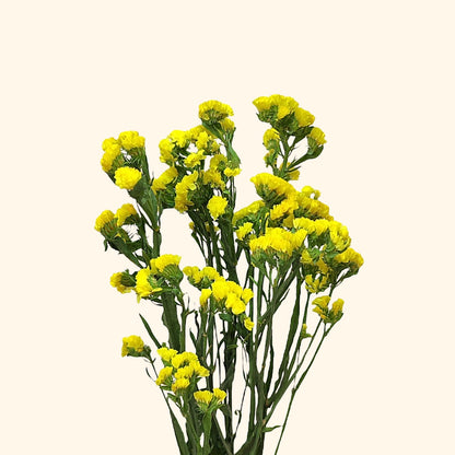 สแตติส
