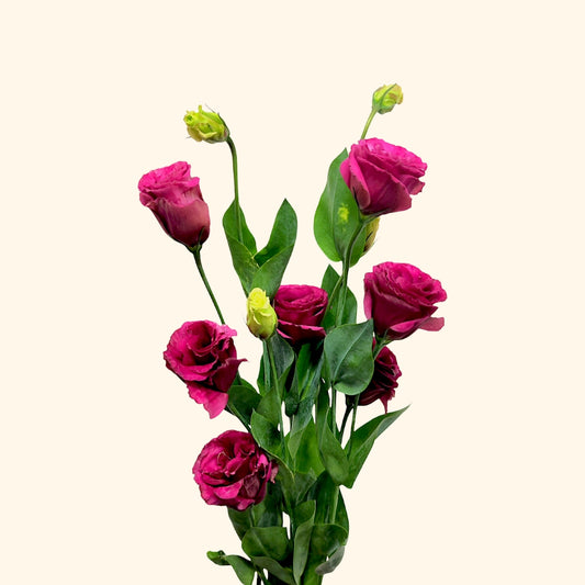 Lisianthus