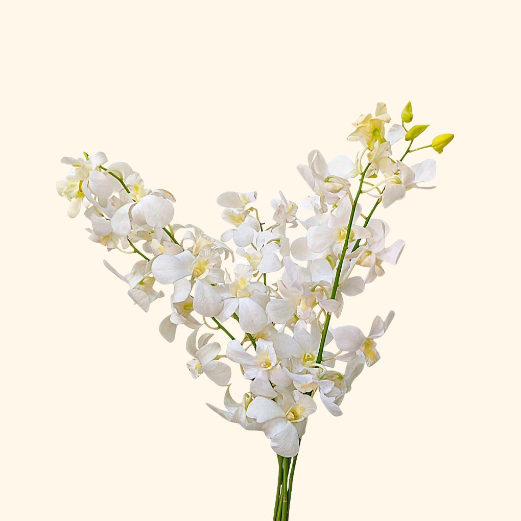 กล้วยไม้