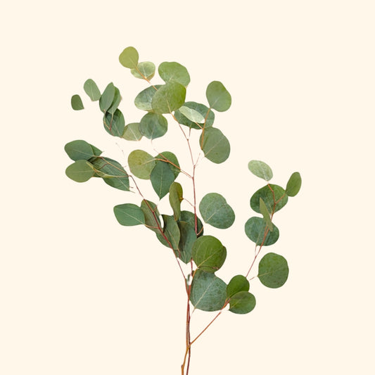 ยูคาลิปตัส ซิลเวอร์ ดอลลาร์