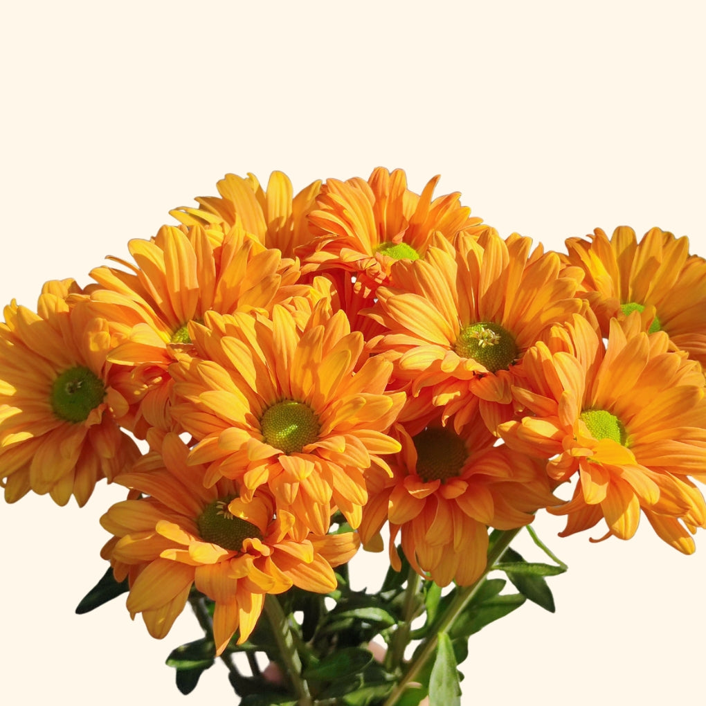 เบญจมาศช่อ