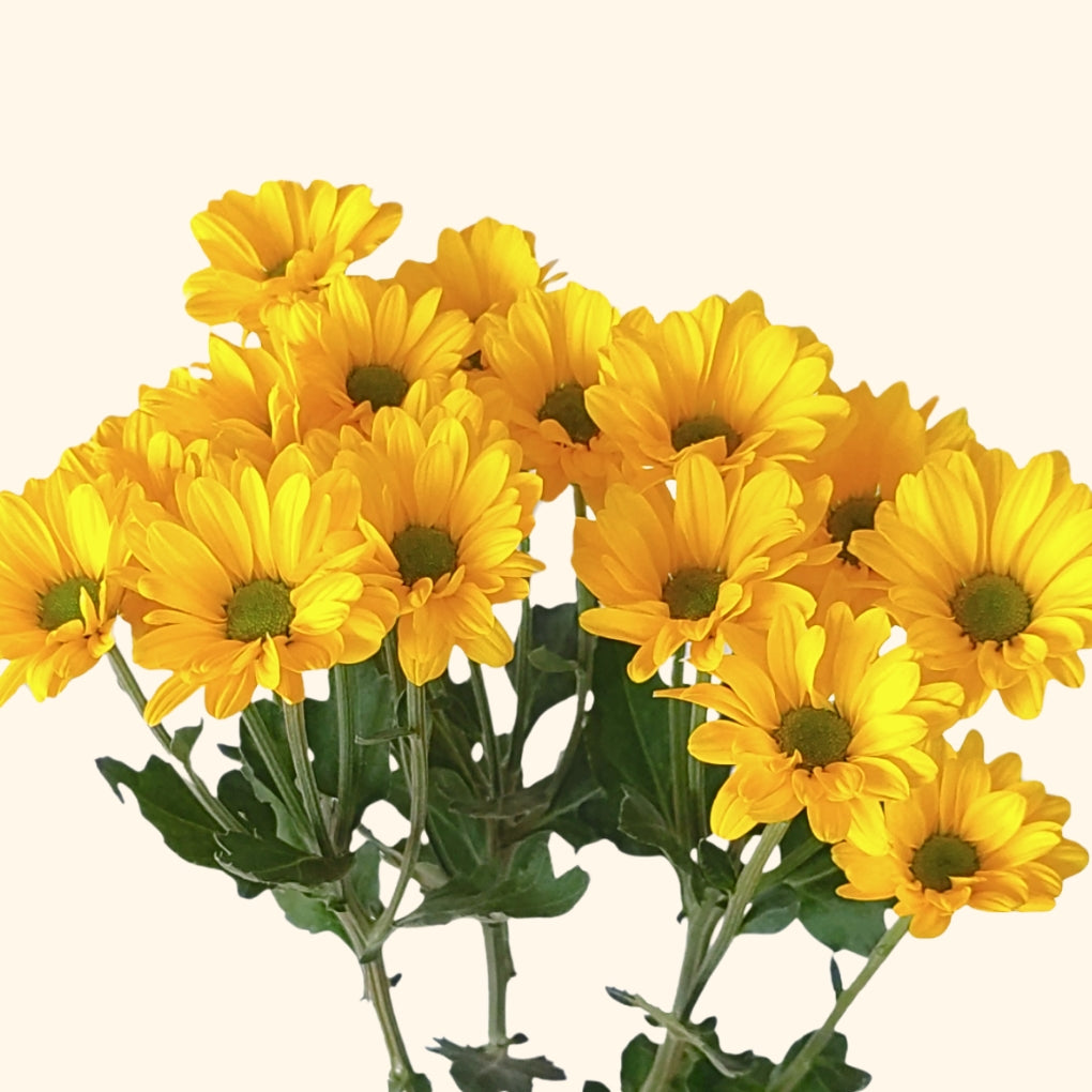 เบญจมาศช่อ